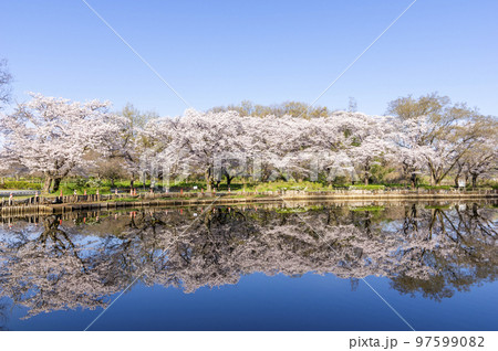 公園の池に映る満開の桜 97599082