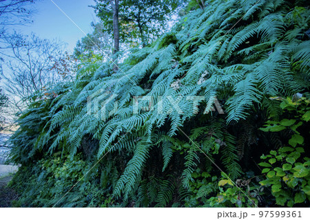 斜面に茂るシダ 斜面に茂るシダ 97599361