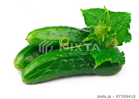 Cucumbers on white with green leaves on white 97599410