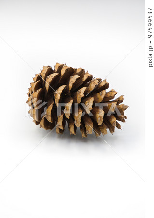 ホワイトバックのトゲトゲしている松ぼっくり 97599537