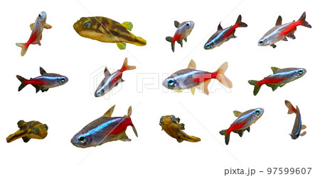 Neon and puffer fish isolated on white background 97599607