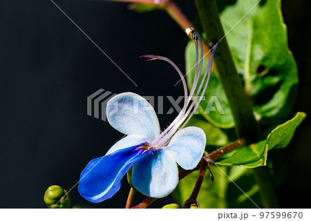 Butterfly bush flower in the morning light. Butterfly bush flower in the morning light. 97599670