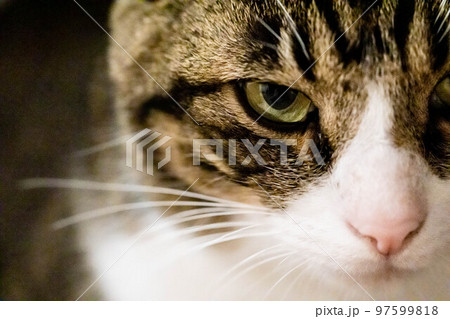 目力のある猫 目力のある猫 97599818