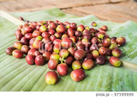 Cherry coffee beans the raw seed material are used to make various coffee beverages and products. 97599990