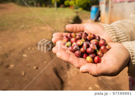 Someone holding raw coffee beans in his/her hand. Someone holding raw coffee beans in his/her hand. 97599991