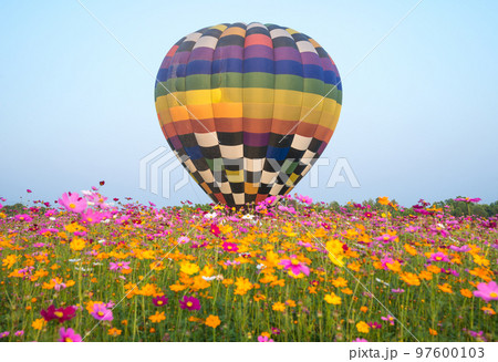 The hot air balloons flying over the cosmos flowers field in Singha park international balloons fiesta in Chiang Rai province of Thailand. 97600103
