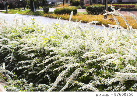 ユキヤナギの花 97600250