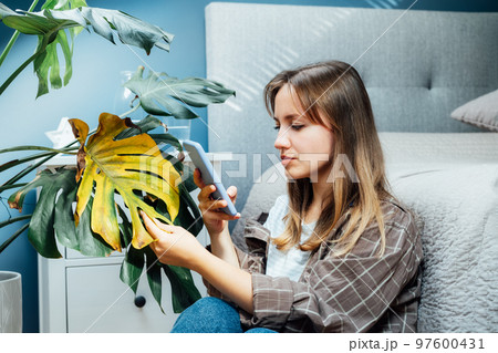 Young woman taking picture on phone of dried, sunburn leaf of potted plant Monstera. Houseplants diseases. Disorders Identification and Treatment search. Home gardening mobile app. Selective focus. Young woman taking picture on phone of dried, sunburn leaf of potted plant Monstera. Houseplants diseases. Disorders Identification and Treatment search. Home gardening mobile app. Selective focus. 97600431