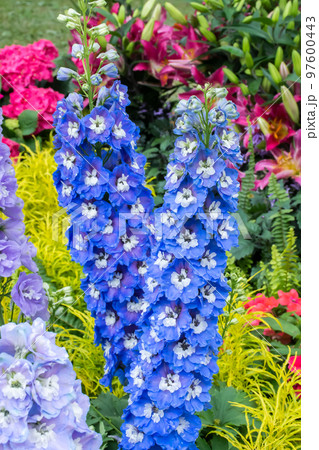 花 フラワー お花 97600443