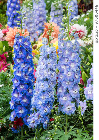 花 フラワー お花 97600446