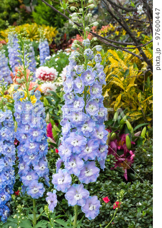 花 フラワー お花 97600447