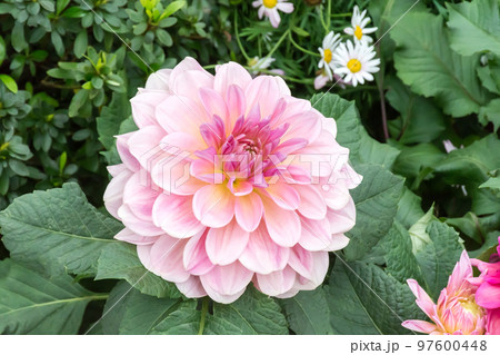 花 フラワー お花 97600448