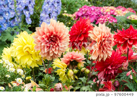 花 フラワー お花 97600449