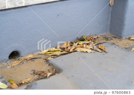 ベランダの溝の落ち葉 ベランダの溝の落ち葉 97600863