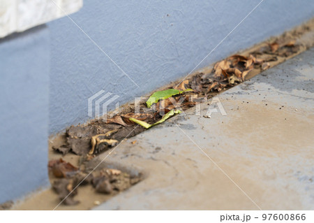 ベランダの溝の落ち葉 ベランダの溝の落ち葉 97600866