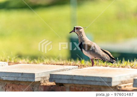 vanellus chilensis in the city park 97601487