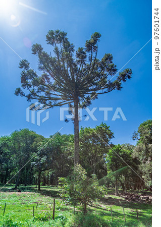 araucaria tree in the nature of the countryside araucaria tree in the nature of the countryside 97601744