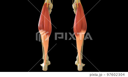 Gastrocnemius Muscle anatomy for medical concept 3D rendering 97602304