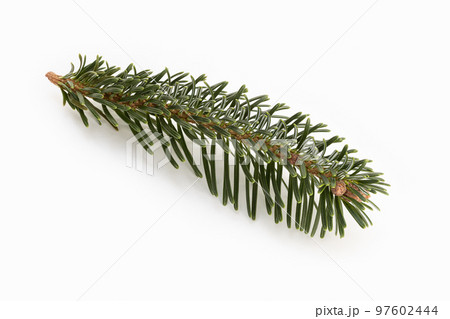 Fir branch isolated on white background Fir branch isolated on white background 97602444