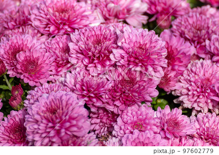 Pink pretty chrysanths flowers blooming close-up Pink pretty chrysanths flowers blooming close-up 97602779