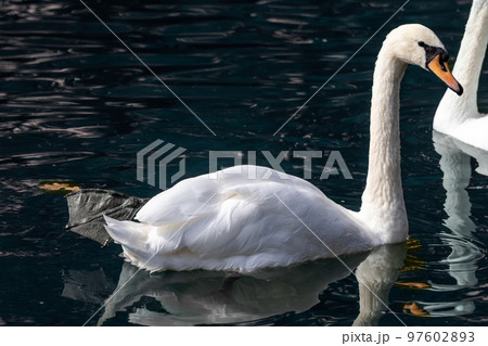 White swan waterbird on a pond with reflection 97602893