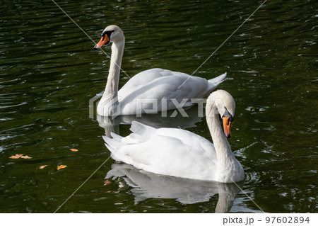 White swan waterbirds couple on mirror water 97602894