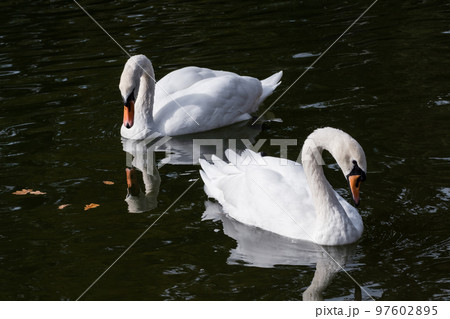 White swan waterbirds couple on dark water 97602895