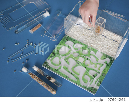 Filling the arena of ant farm with white ornamental stone. Preparatory activities before stocking an ant colony into a formicarium Filling the arena of ant farm with white ornamental stone. Preparatory activities before stocking an ant colony into a formicarium 97604261