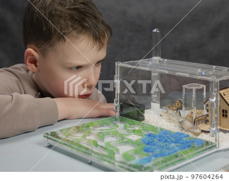 Boy is poring at harvester ants at ant farm. Observation of ants behaviors. Domestic insects 97604264