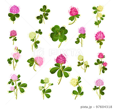Clover Flower on Green Stem with Trefoil Leaf Big Vector Set 97604318
