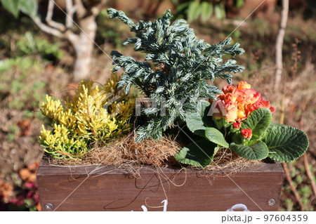 紅葉カルーナ、プリムラの花寄せ植え 97604359