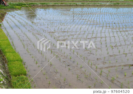 機械による田植え直後の水田 機械による田植え直後の水田 97604520