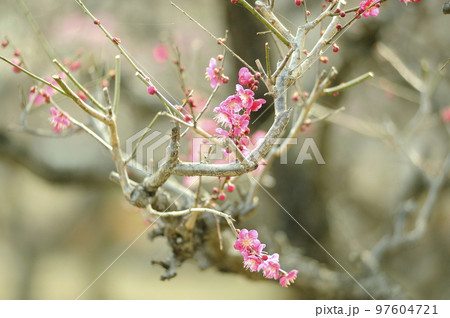 梅林公園 97604721