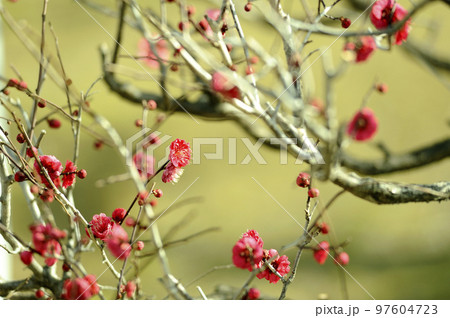 梅林公園 梅林公園 97604723