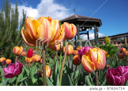 アイスチューリップの橙色花【青空背景】 97604754