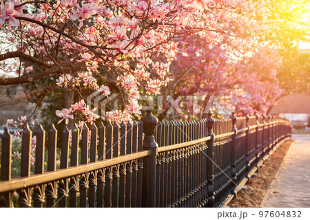 Castiron fence and Saucer Magnolias Castiron fence and Saucer Magnolias 97604832