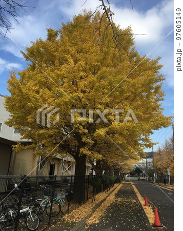 初冬の三浦半島久里浜の小学校校庭体育館脇の大銀杏の紅葉 97605149