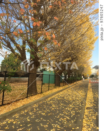 初冬の三浦半島久里浜の小学校校庭の銀杏と櫻の紅葉と歩道の落ち葉 97605247