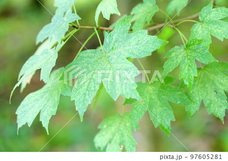 カジカエデの葉 カジカエデの葉 97605281