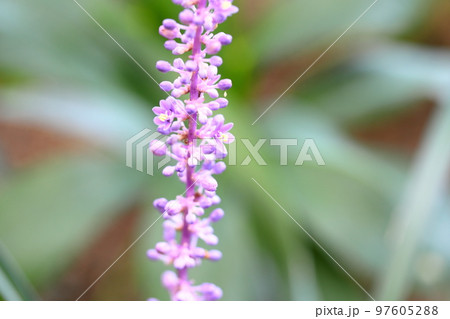 ヤブランの花 97605288