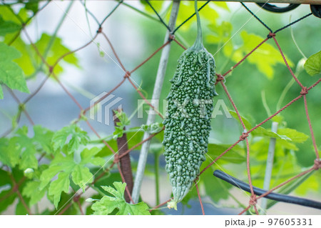 家庭菜園のヘチマ 家庭菜園のヘチマ 97605331