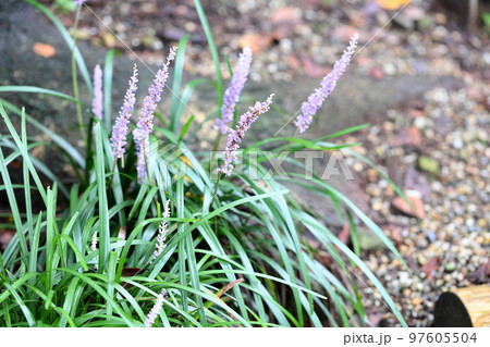 ヤブランの花 97605504