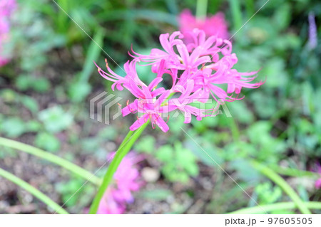 リコリスの花　ジャクソニアナ 97605505