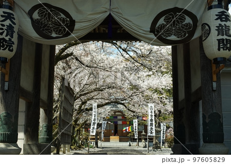 大垣・天清院呑龍閣の桜 97605829