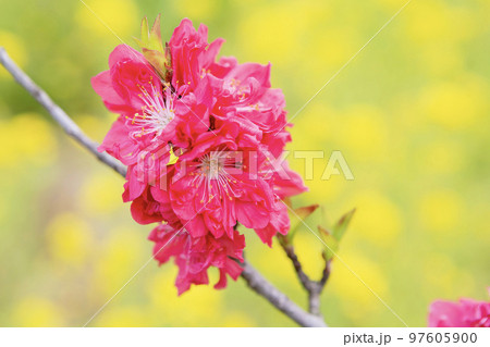 紅色の桃の花 紅色の桃の花 97605900