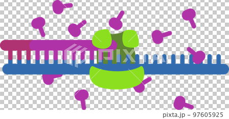 DNA 合成圖像 DNA 合成圖像 97605925