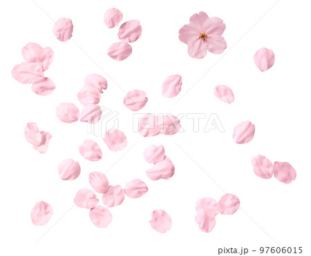 切り抜きで使える、リアルな桜の花いっぱい 切り抜きで使える、リアルな桜の花いっぱい 97606015