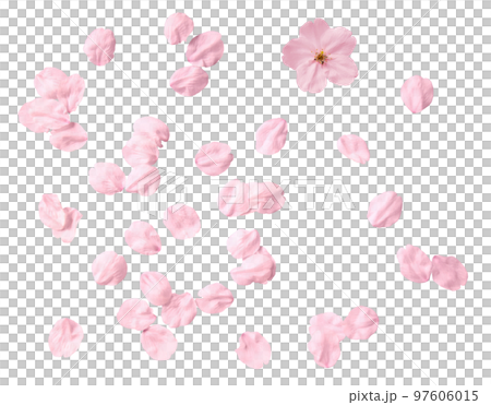切り抜きで使える、リアルな桜の花いっぱい 切り抜きで使える、リアルな桜の花いっぱい 97606015