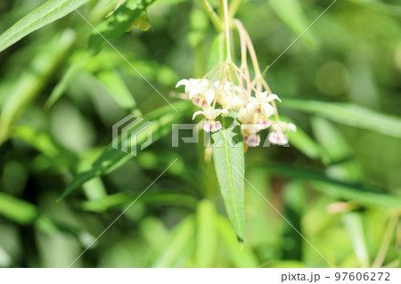 フウセントウワタの花 フウセントウワタの花 97606272