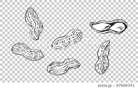 ピーナッツセット 手描きベクター ピーナッツセット 手描きベクター 97606341